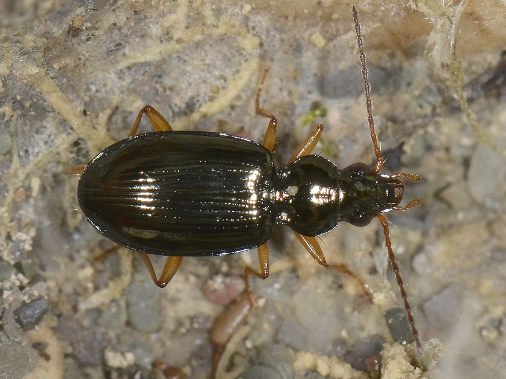 Synechostictus decoratum 